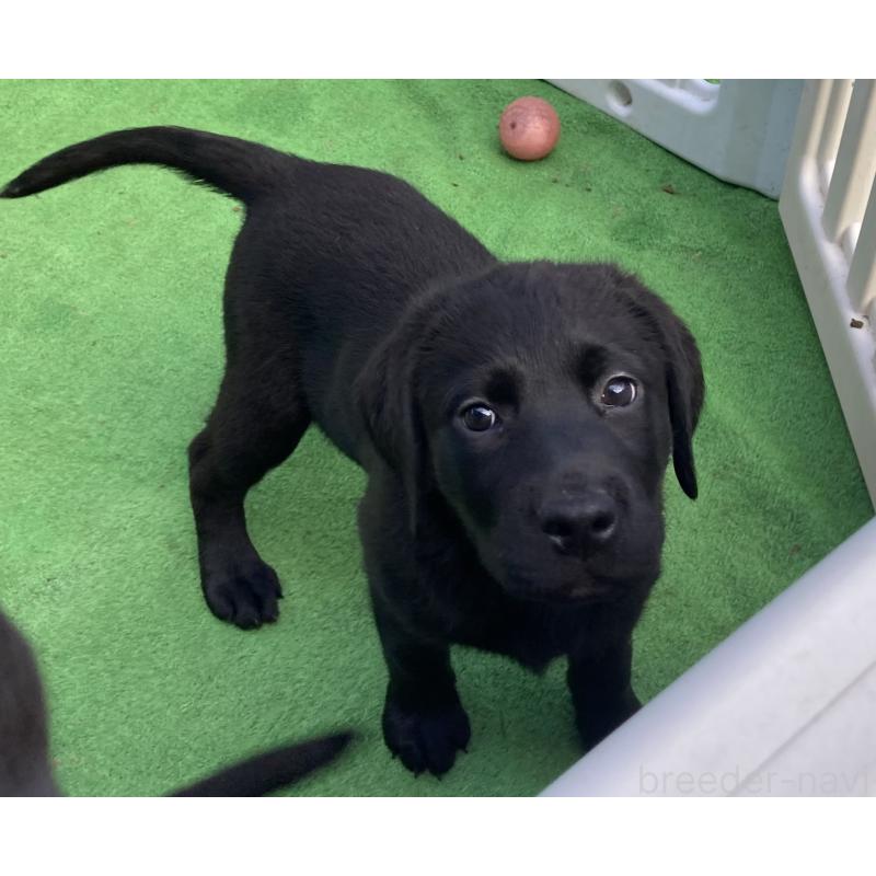 成約済の静岡県のラブラドールレトリーバー-422300の13枚目