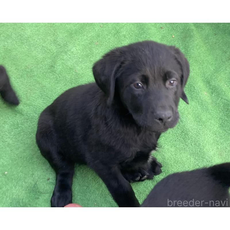 成約済の静岡県のラブラドールレトリーバー-422300の12枚目