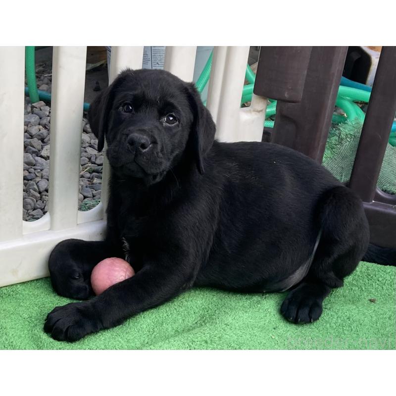 販売中の静岡県のラブラドールレトリーバー-422298の4枚目