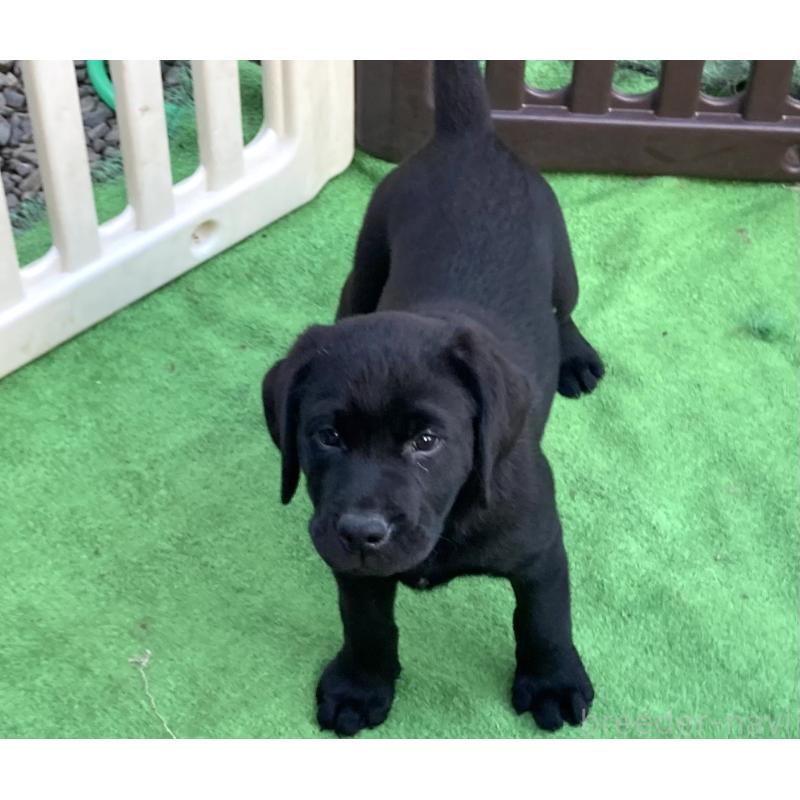 販売中の静岡県のラブラドールレトリーバー-422298の3枚目