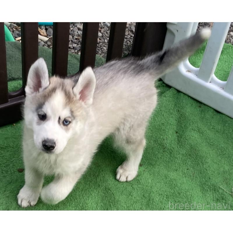 販売中の静岡県のシベリアンハスキー-425189の6枚目