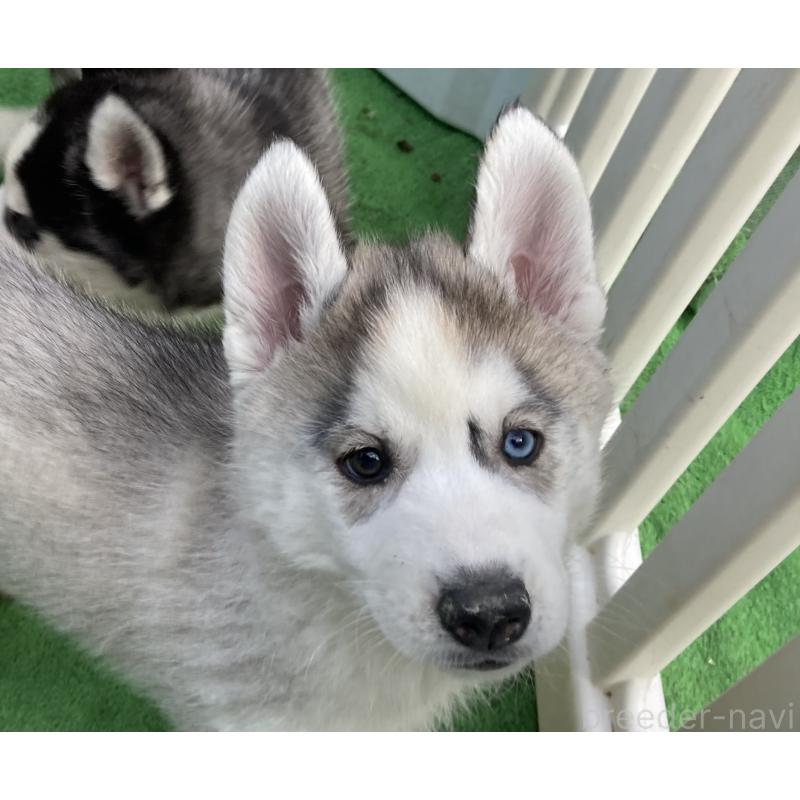 販売中の静岡県のシベリアンハスキー-425189の5枚目