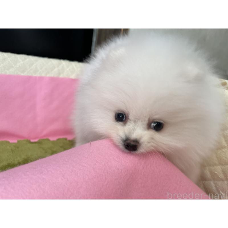 成約済の岐阜県のポメラニアン-428445の5枚目