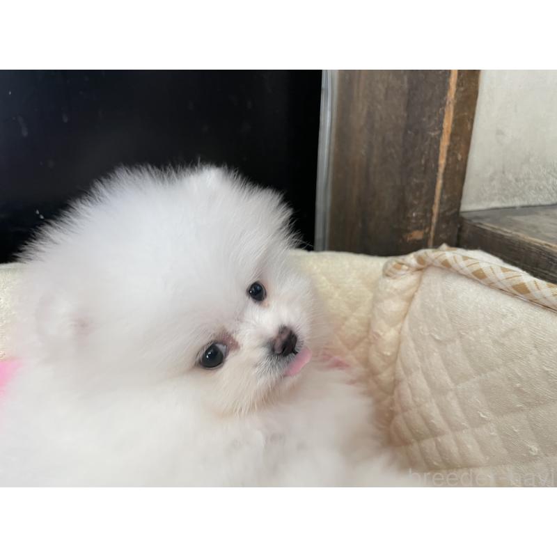 成約済の岐阜県のポメラニアン-428445の4枚目