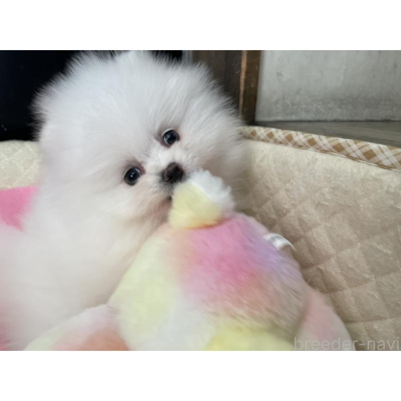 成約済の岐阜県のポメラニアン-428445の3枚目