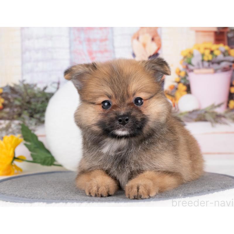 販売中の愛知県のポメラニアン-430086の5枚目