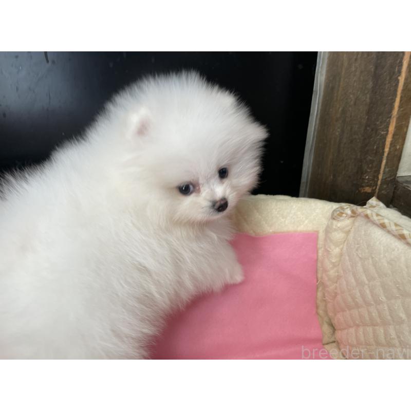 成約済の岐阜県のポメラニアン-428445の2枚目