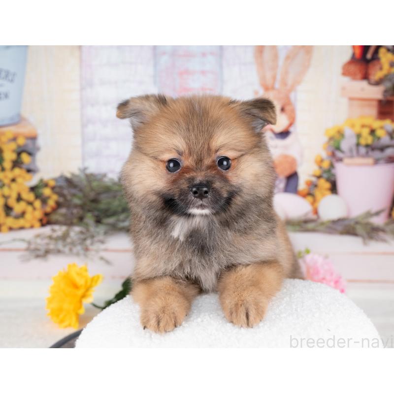 販売中の愛知県のポメラニアン-430086の4枚目