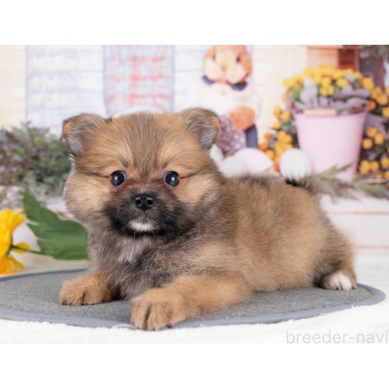 販売中の愛知県のポメラニアン-430086の3枚目