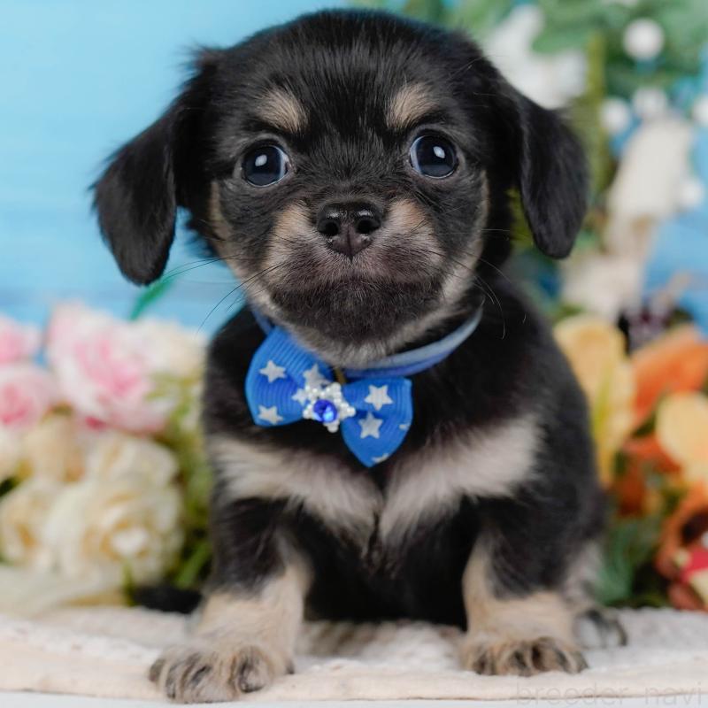 販売中の神奈川県のチワックス:チワワ×ミニチュアダックスフンド-430053の1枚目