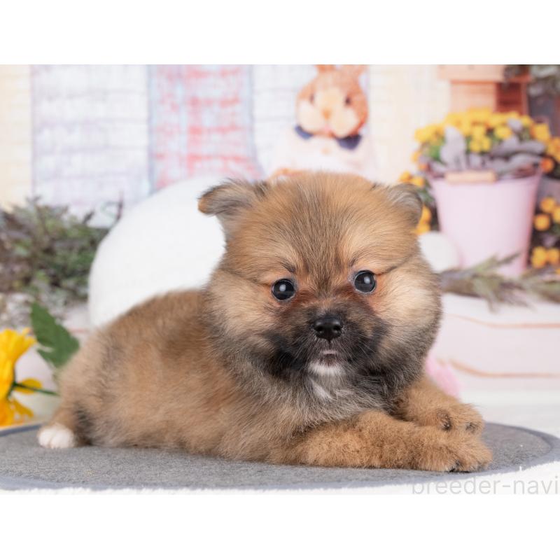 販売中の愛知県のポメラニアン-430086の2枚目