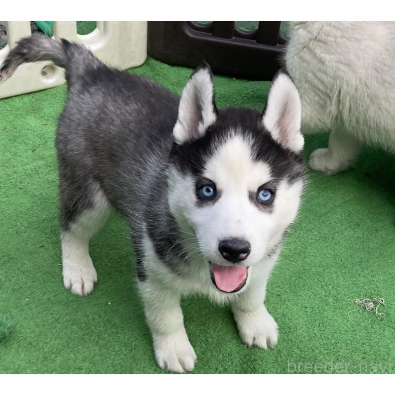 販売中の静岡県のシベリアンハスキー-425190