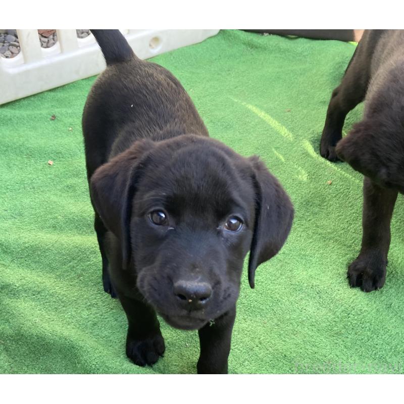 販売中の静岡県のラブラドールレトリーバー-422297