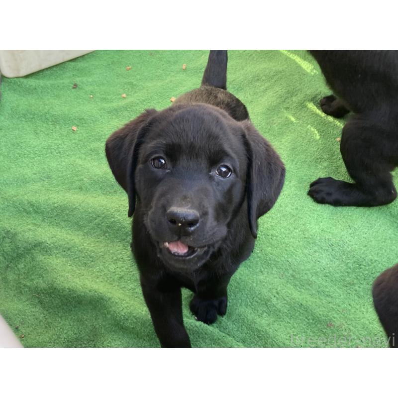 販売中の静岡県のラブラドールレトリーバー-422297の3枚目