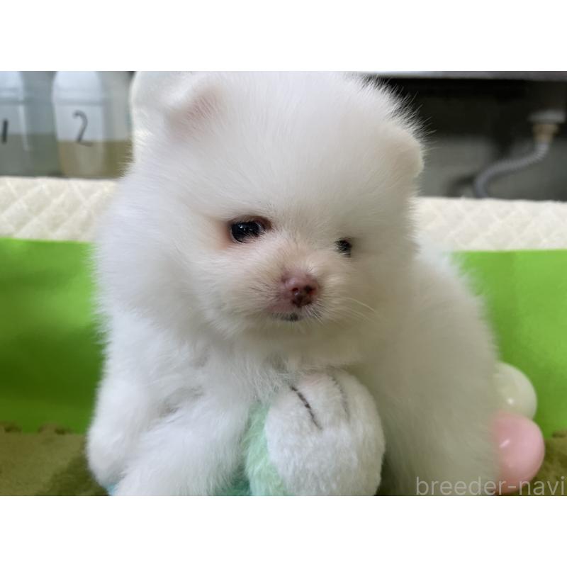 販売中の岐阜県のポメラニアン-430055の5枚目