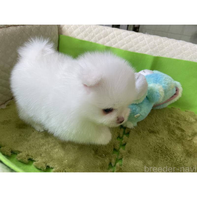 販売中の岐阜県のポメラニアン-430055の4枚目