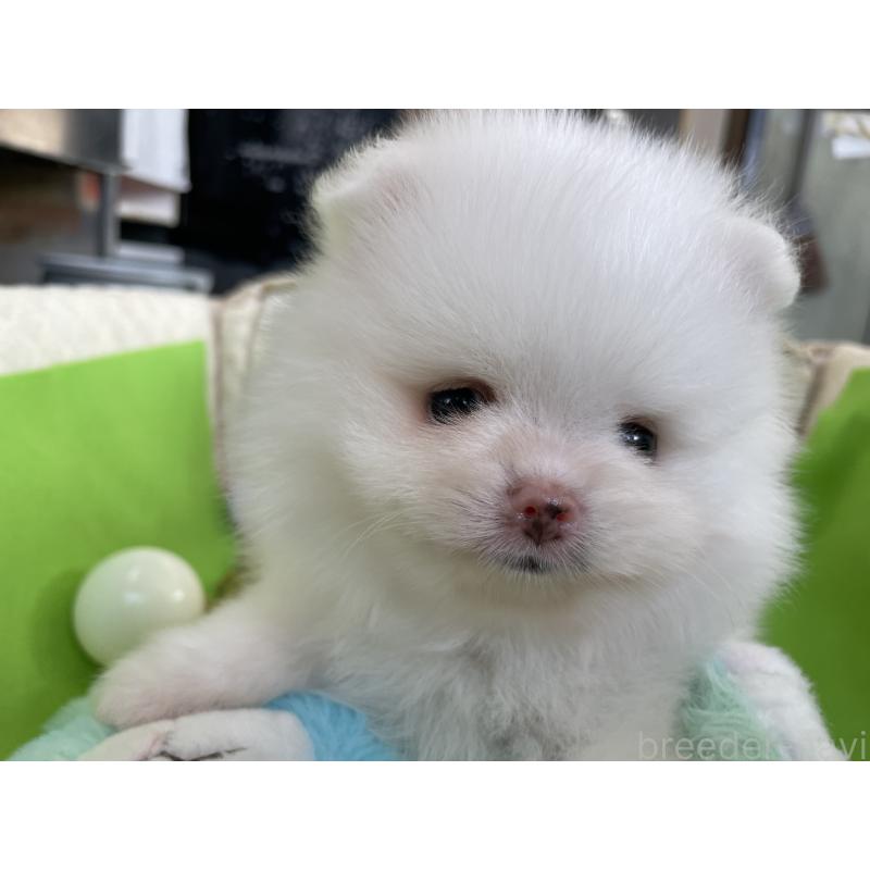 販売中の岐阜県のポメラニアン-430055の3枚目