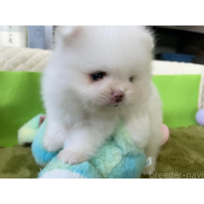 販売中の岐阜県のポメラニアン-430055の2枚目