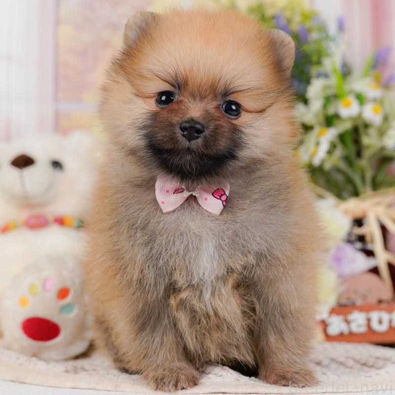 販売中の神奈川県のポメラニアン-430059