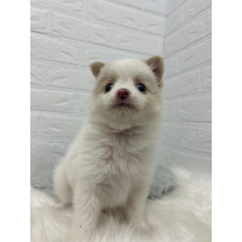 成約済の岡山県のポメチワ:ポメラニアン×チワワ-427633の6枚目