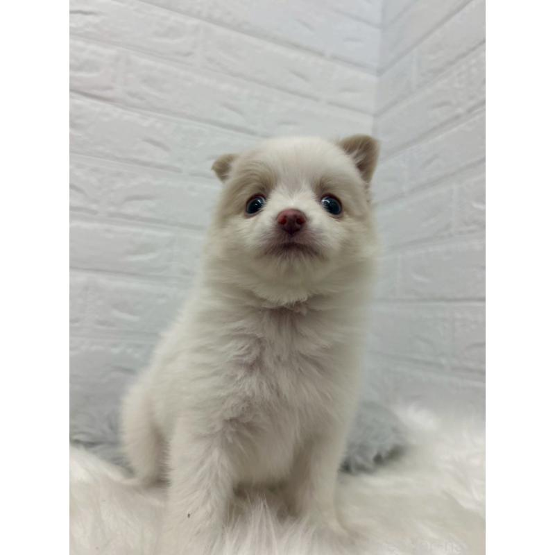 成約済の岡山県のポメチワ:ポメラニアン×チワワ-427633の4枚目