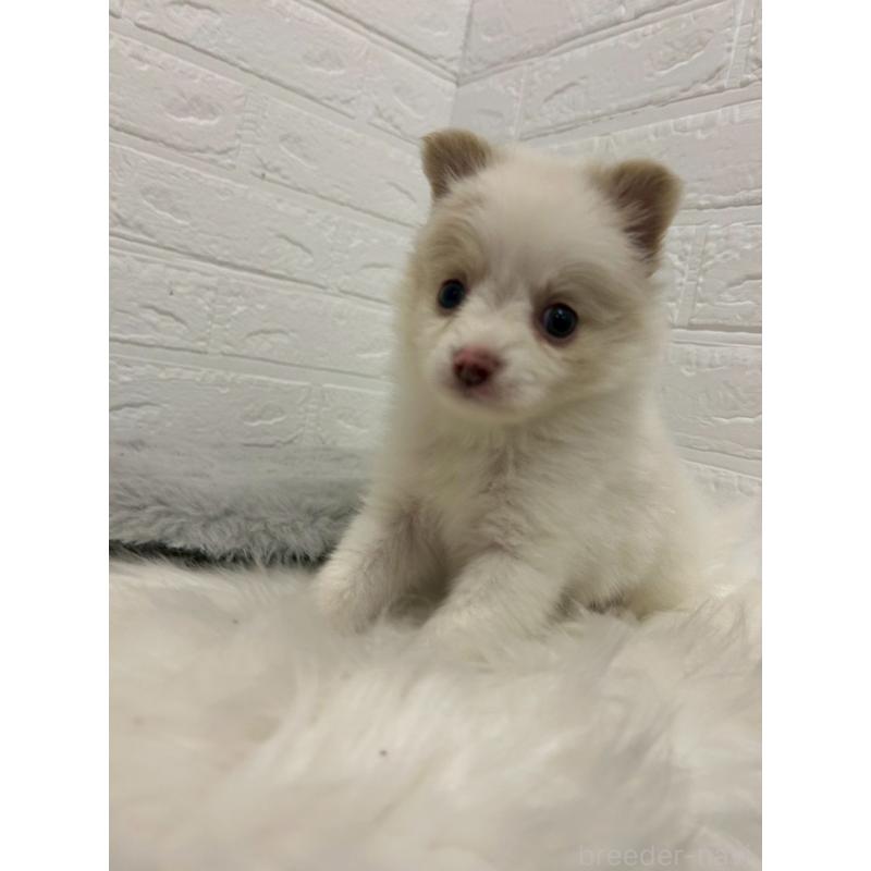 成約済の岡山県のポメチワ:ポメラニアン×チワワ-427633の3枚目