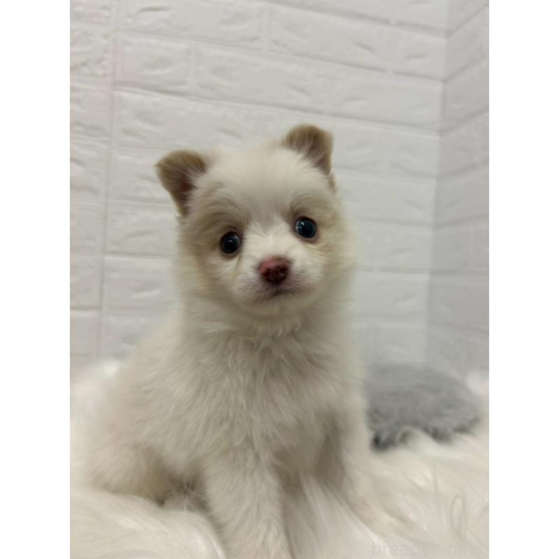 成約済の岡山県のポメチワ:ポメラニアン×チワワ-427633の2枚目