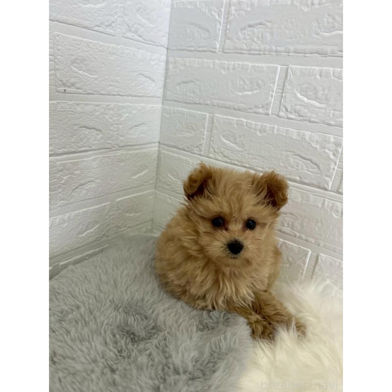 成約済の岡山県のポメプー:ポメラニアン×トイプードル-427629の2枚目