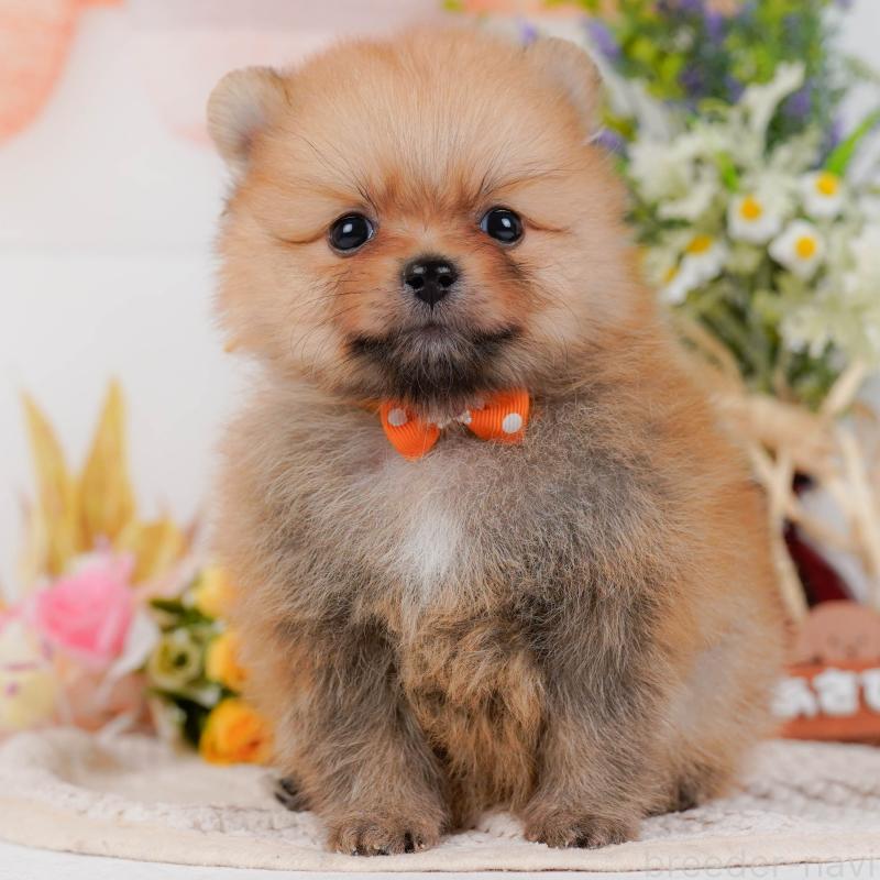 販売中の神奈川県のポメラニアン-430061