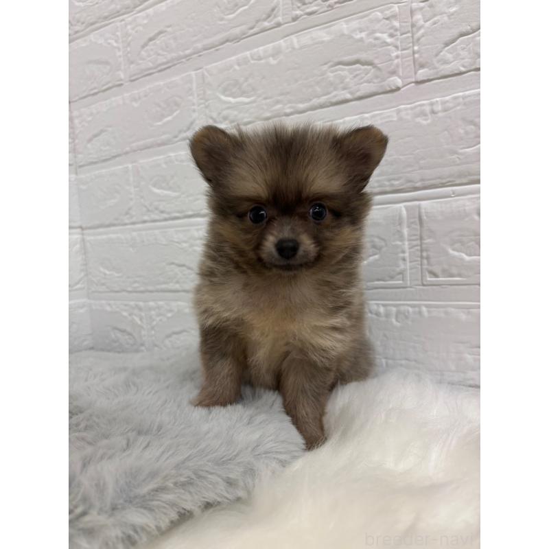 販売中の岡山県のポメラニアン-420352の6枚目