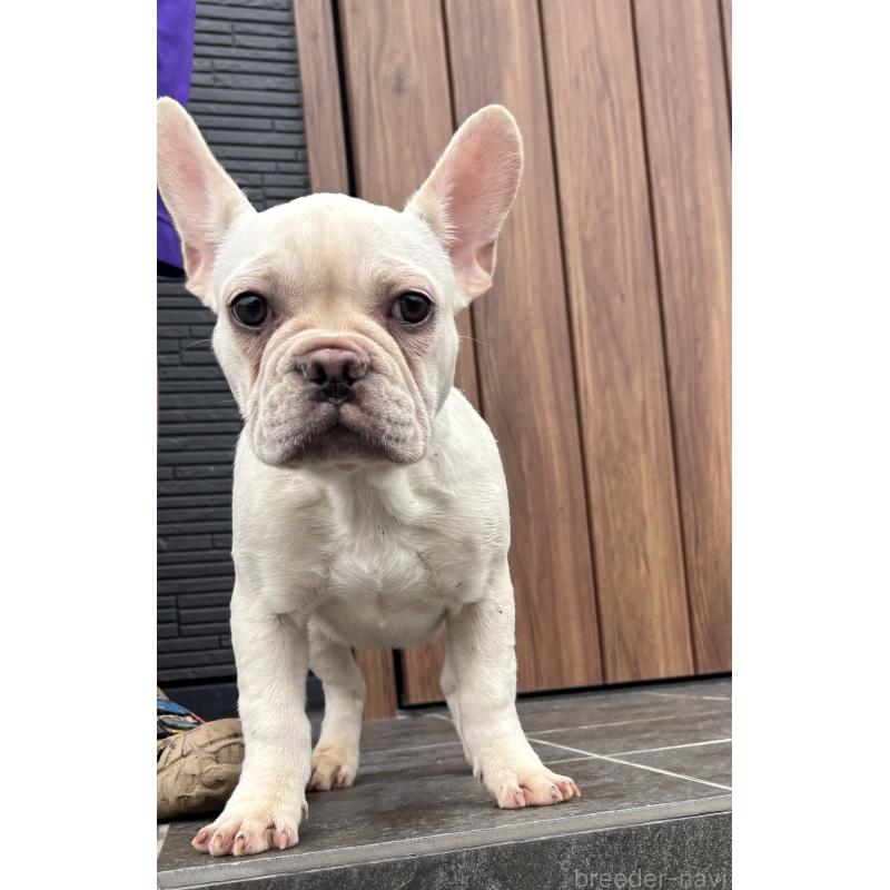 成約済の京都府のフレンチブルドッグ-406497の7枚目