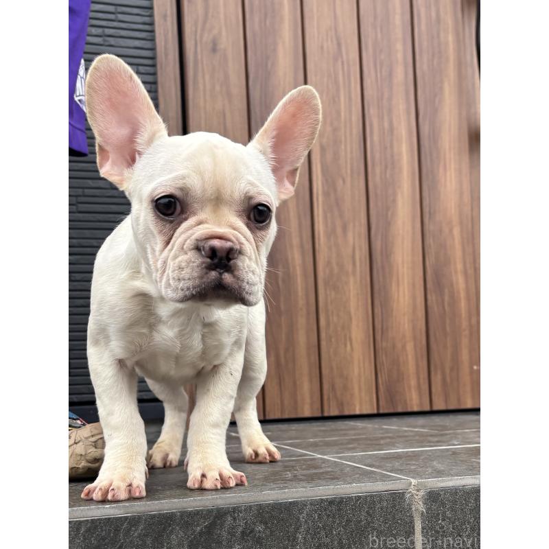 成約済の京都府のフレンチブルドッグ-406497の6枚目