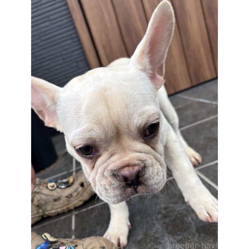 成約済の京都府のフレンチブルドッグ-406497の5枚目