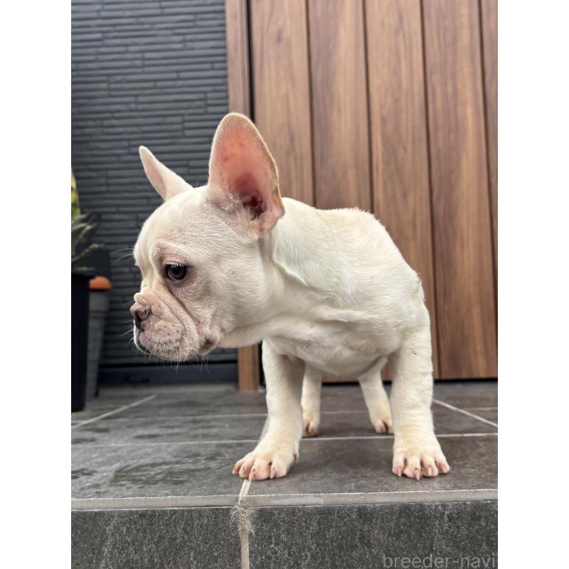 成約済の京都府のフレンチブルドッグ-406497の4枚目