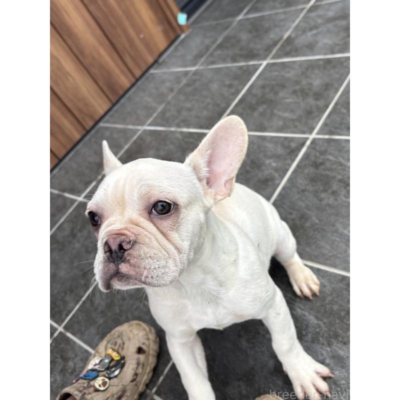 成約済の京都府のフレンチブルドッグ-406497の3枚目