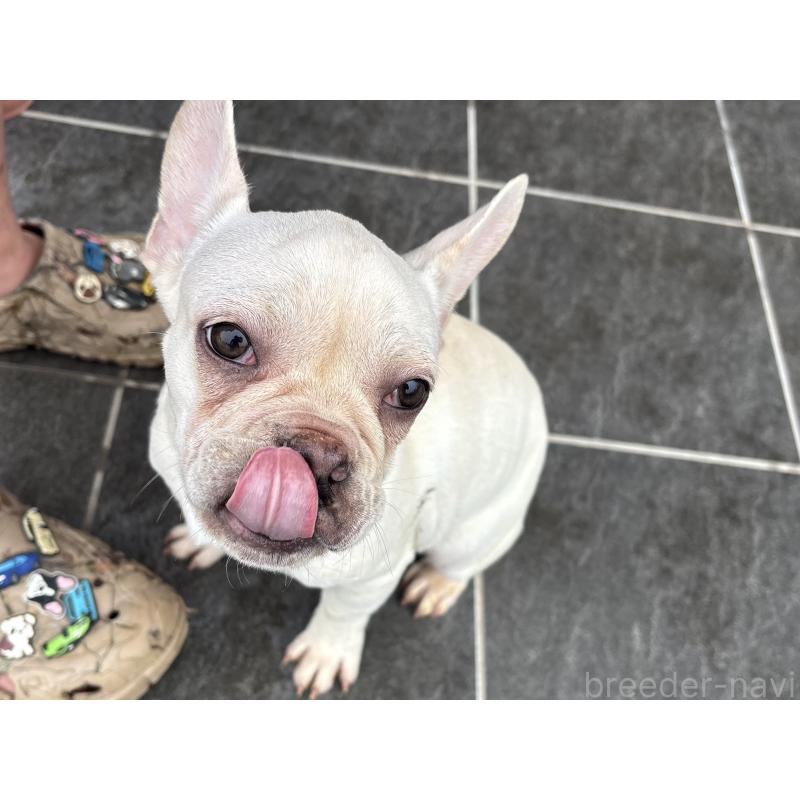 成約済の京都府のフレンチブルドッグ-406497の2枚目