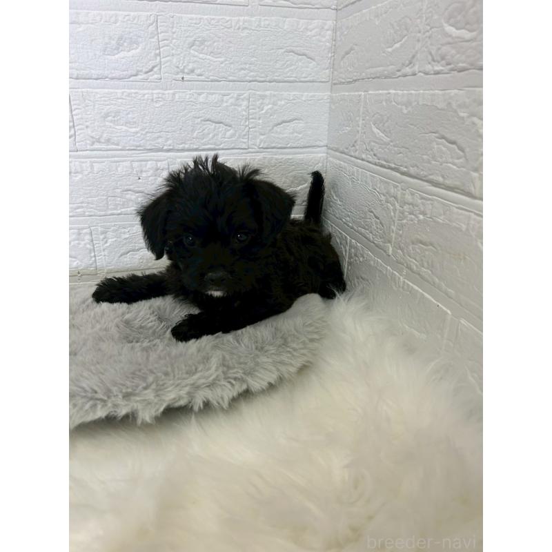 成約済の岡山県のミックス犬-426275の4枚目