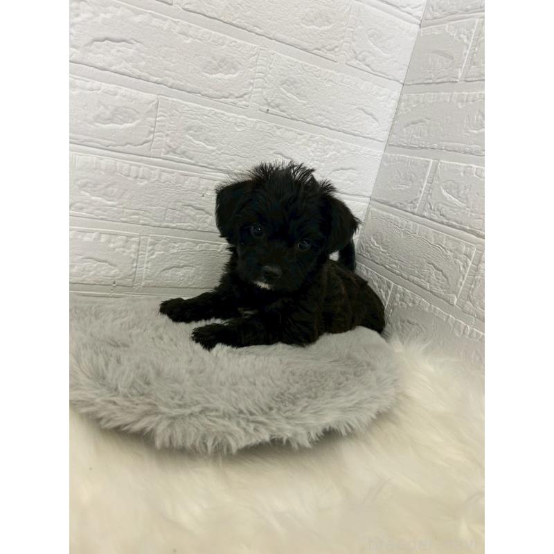 成約済の岡山県のミックス犬-426275の3枚目