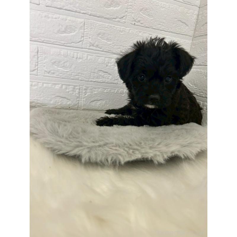 成約済の岡山県のミックス犬-426275の2枚目