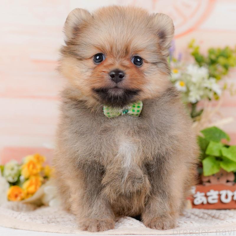 販売中の神奈川県のポメラニアン-430067の1枚目