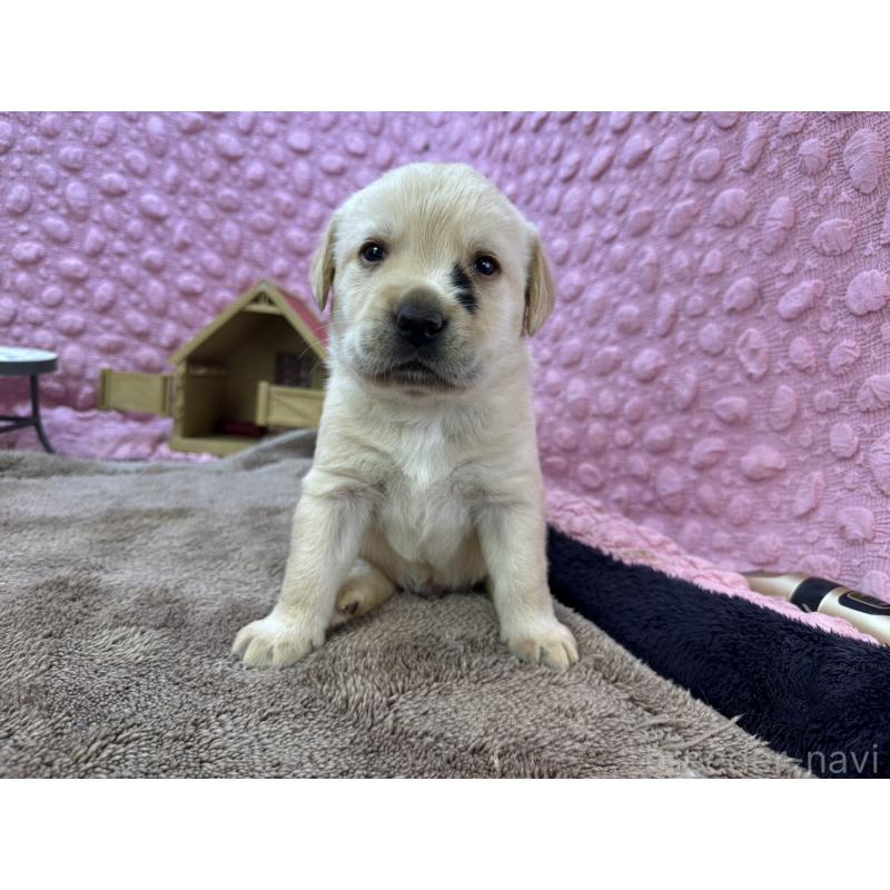 販売中の茨城県のラブラドールレトリーバー-430064の14枚目