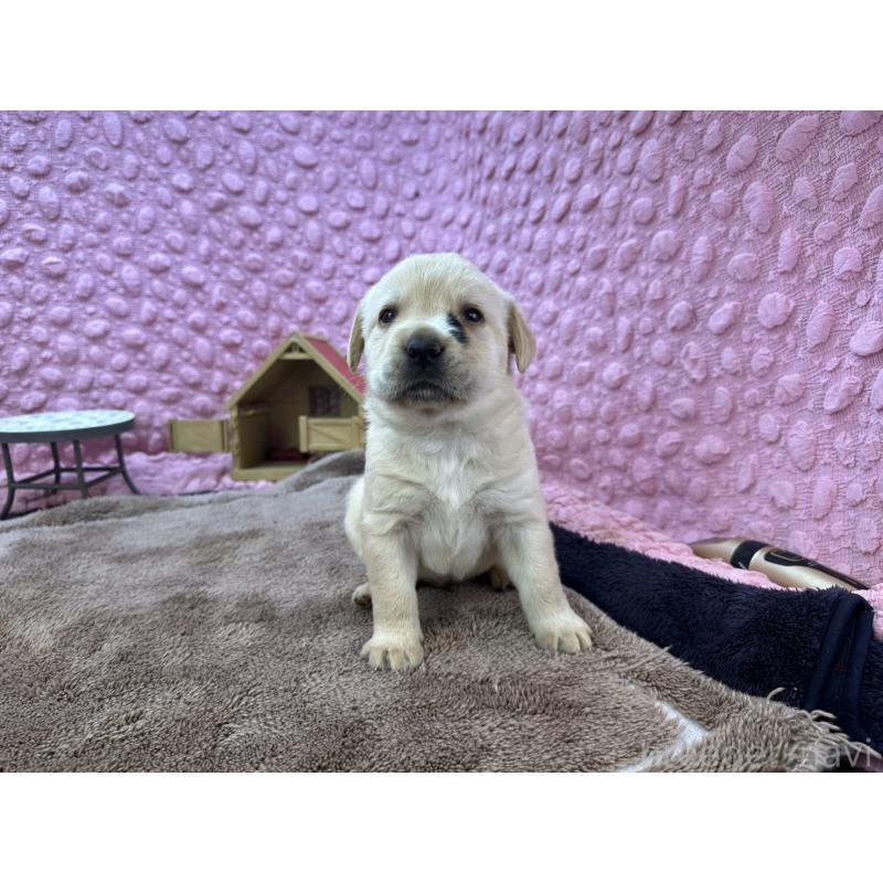 販売中の茨城県のラブラドールレトリーバー-430064の13枚目