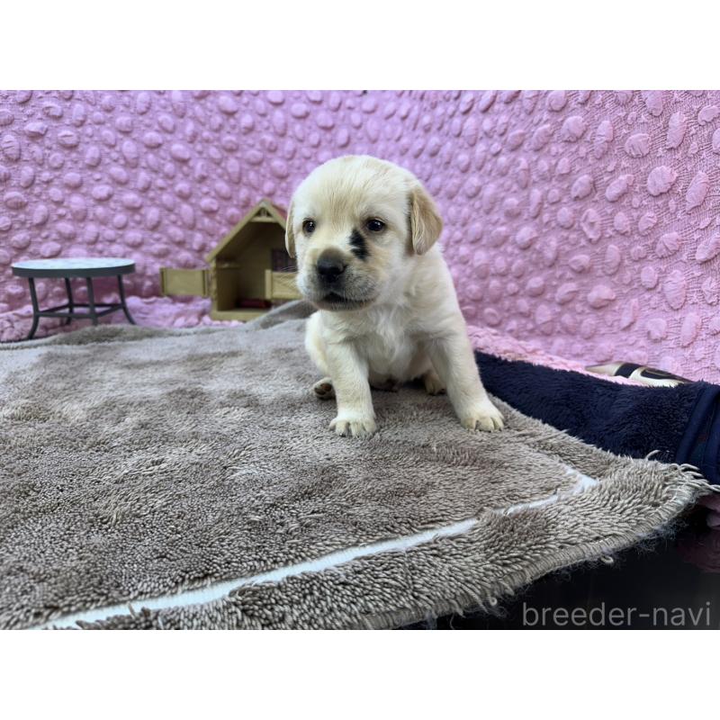 販売中の茨城県のラブラドールレトリーバー-430064の12枚目