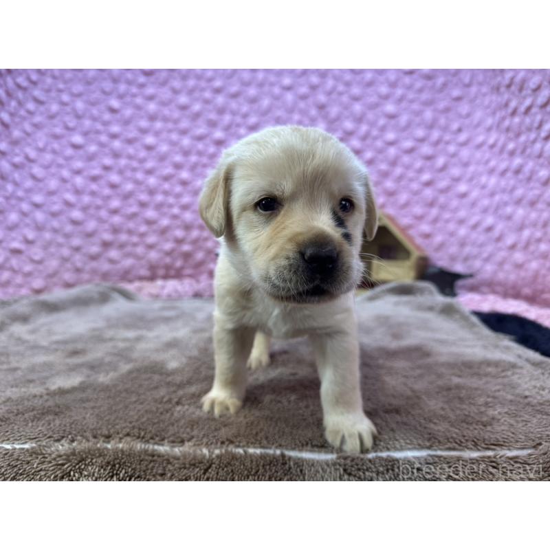 販売中の茨城県のラブラドールレトリーバー-430064の11枚目