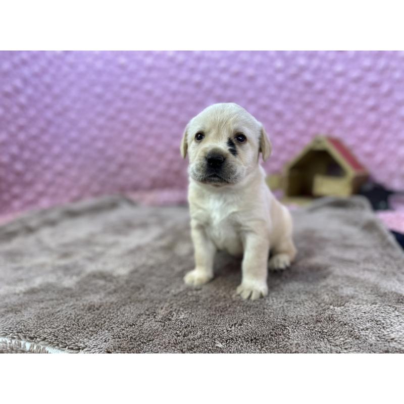 販売中の茨城県のラブラドールレトリーバー-430064