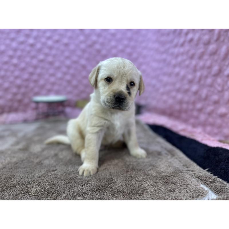 販売中の茨城県のラブラドールレトリーバー-430064の10枚目