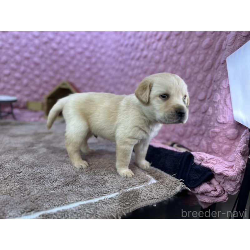 販売中の茨城県のラブラドールレトリーバー-430064の9枚目