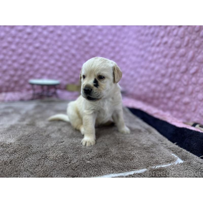 販売中の茨城県のラブラドールレトリーバー-430064の8枚目