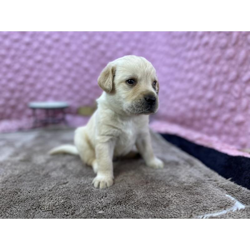 販売中の茨城県のラブラドールレトリーバー-430064の7枚目