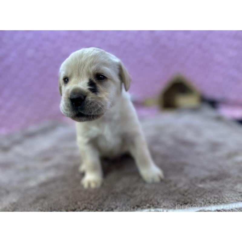 販売中の茨城県のラブラドールレトリーバー-430064の6枚目